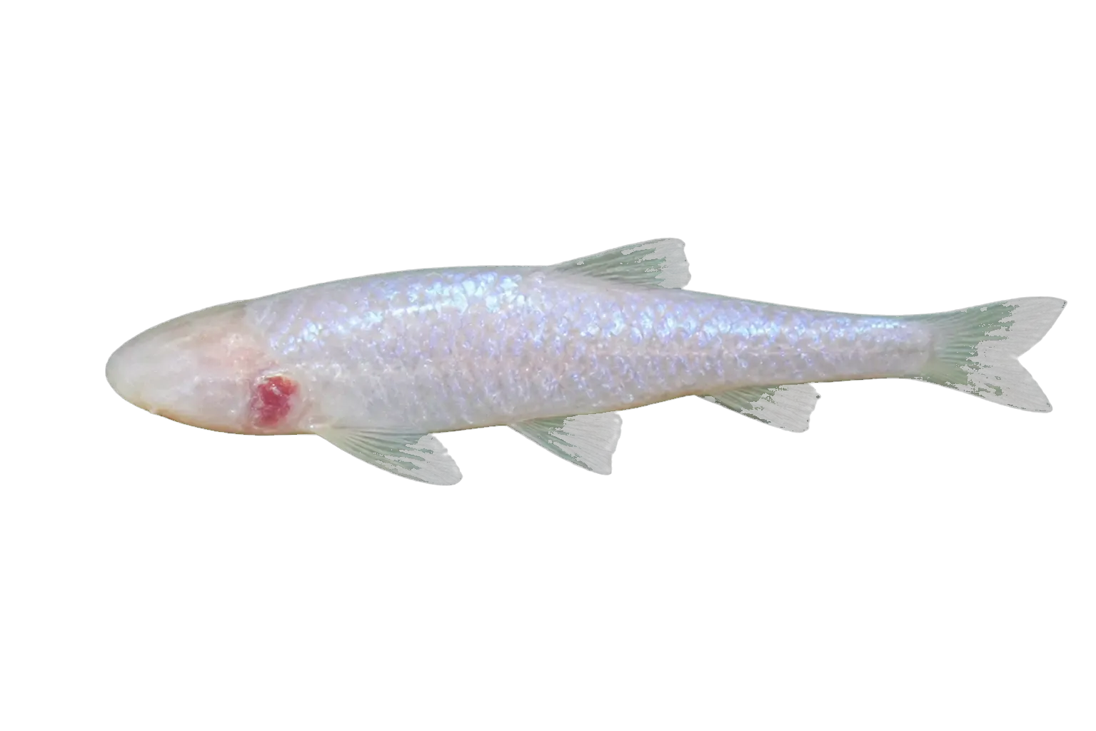 Congo blind barb (Caecobarbus geertsii) specimen