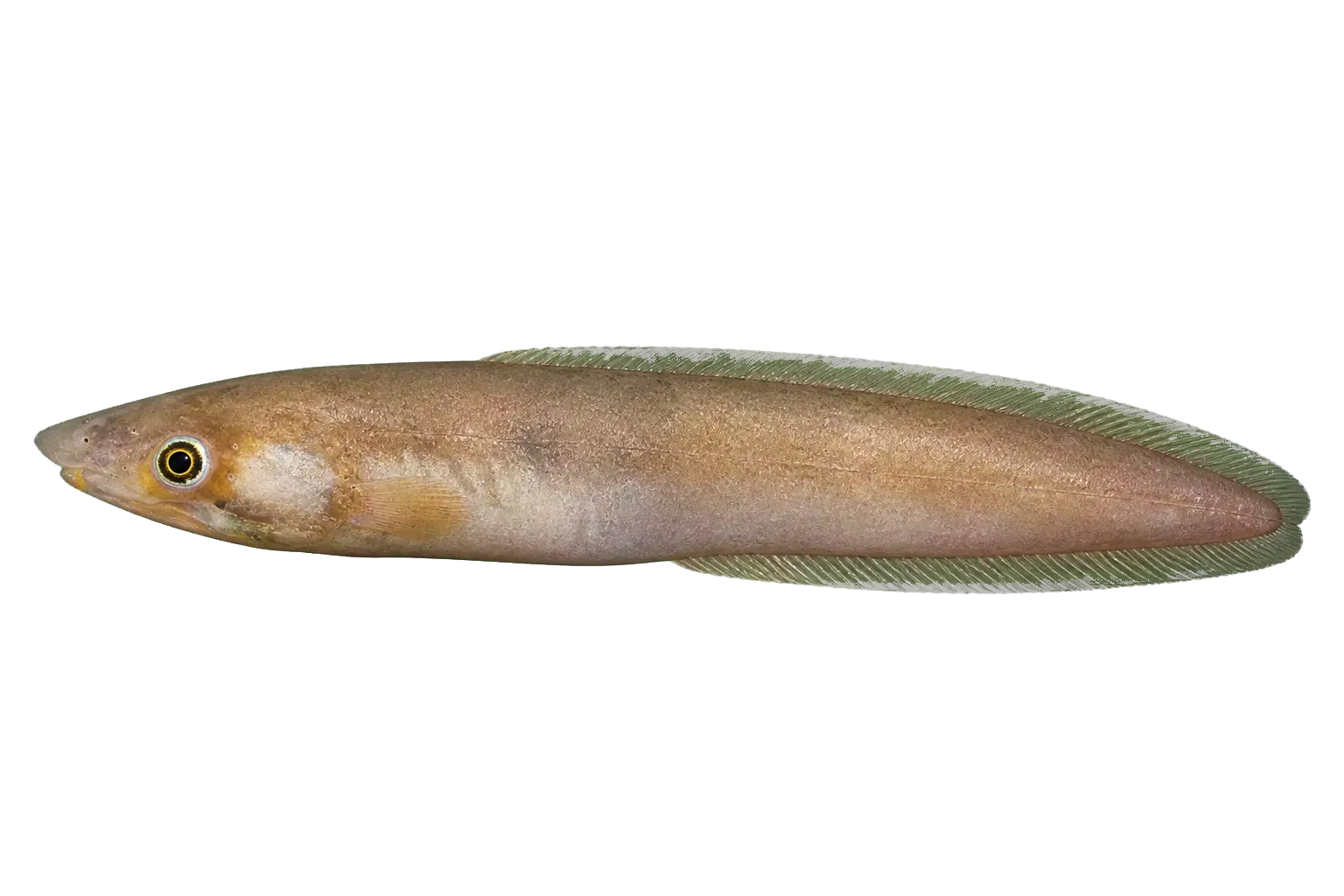 Callechelys kuro (Callechelys kuro) specimen