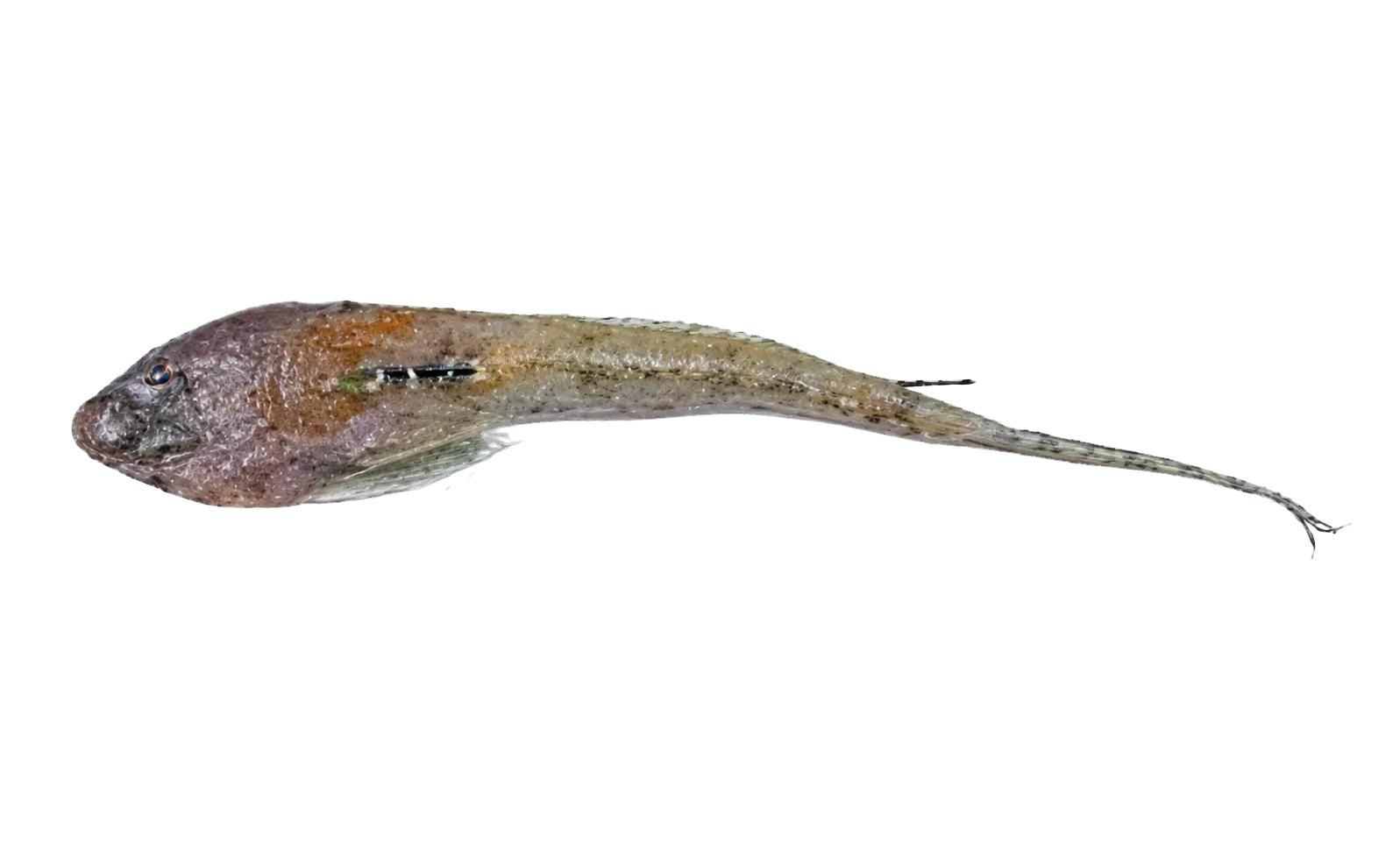 Northern Australian longtail dragonet (Callionymus afilum) specimen