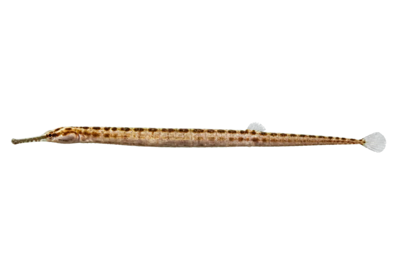 Three-keel pipefish (Campichthys tricarinatus) specimen