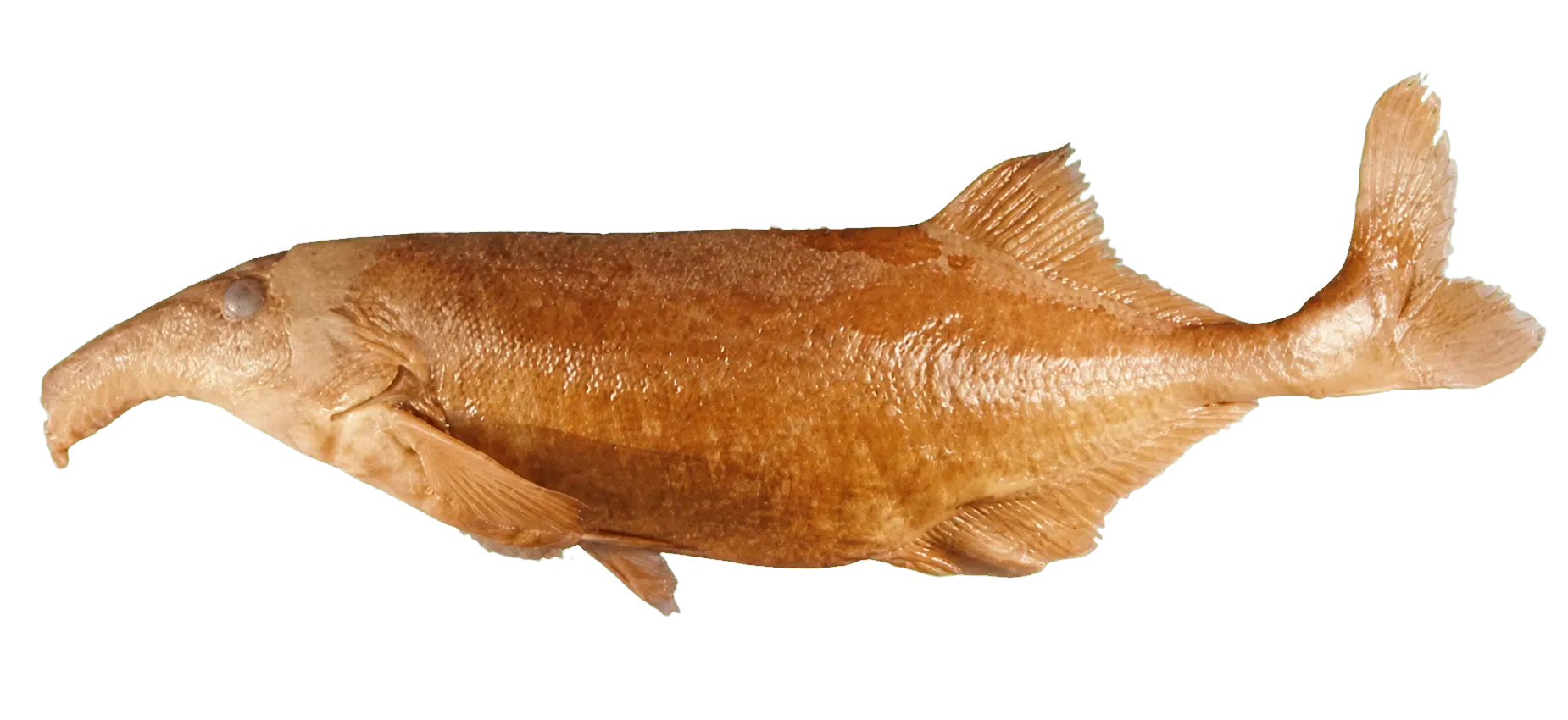 Campylomormyrus bredoi (Campylomormyrus bredoi) specimen