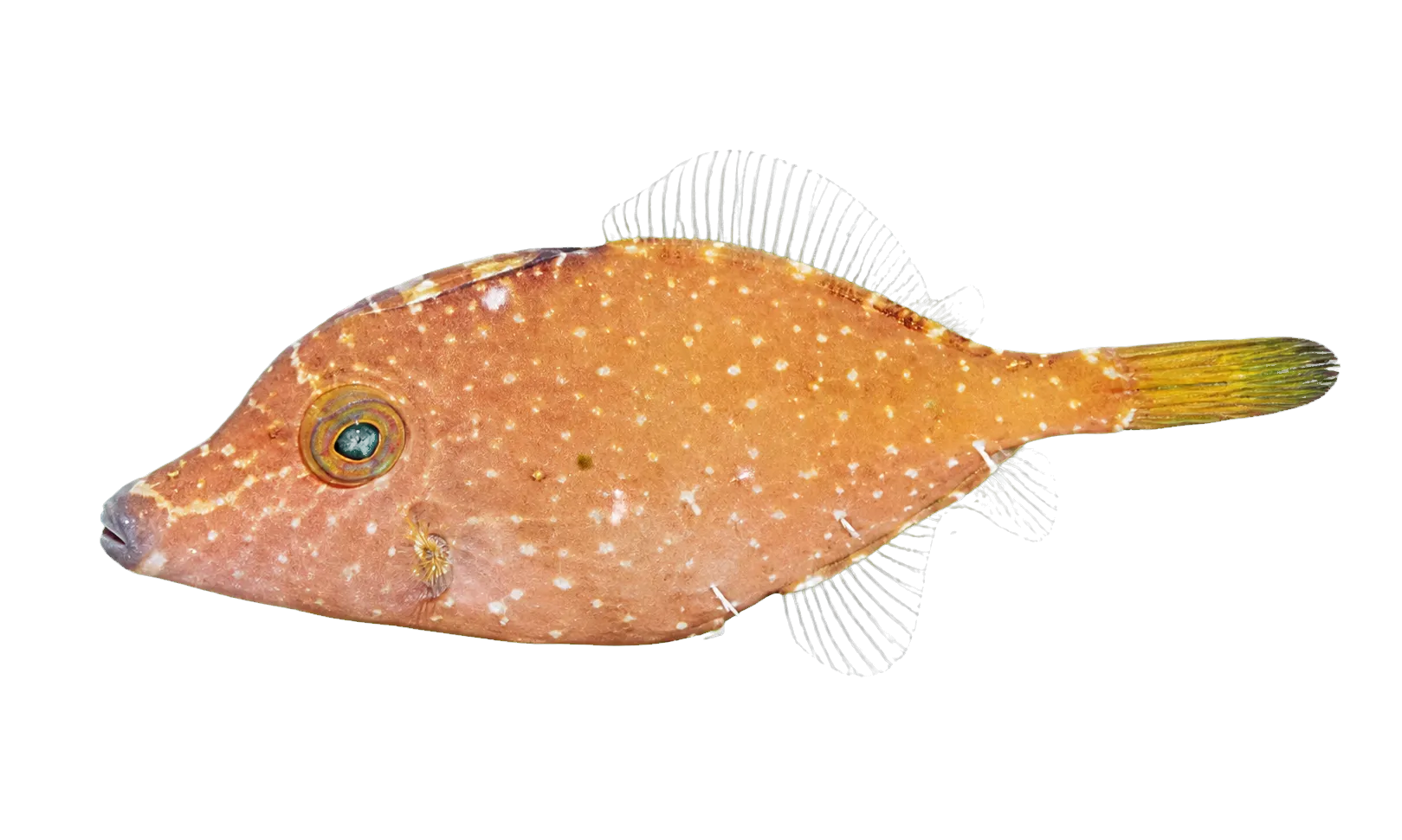 Smoothspine Leatherjacket (Cantheschenia longipinnis) specimen