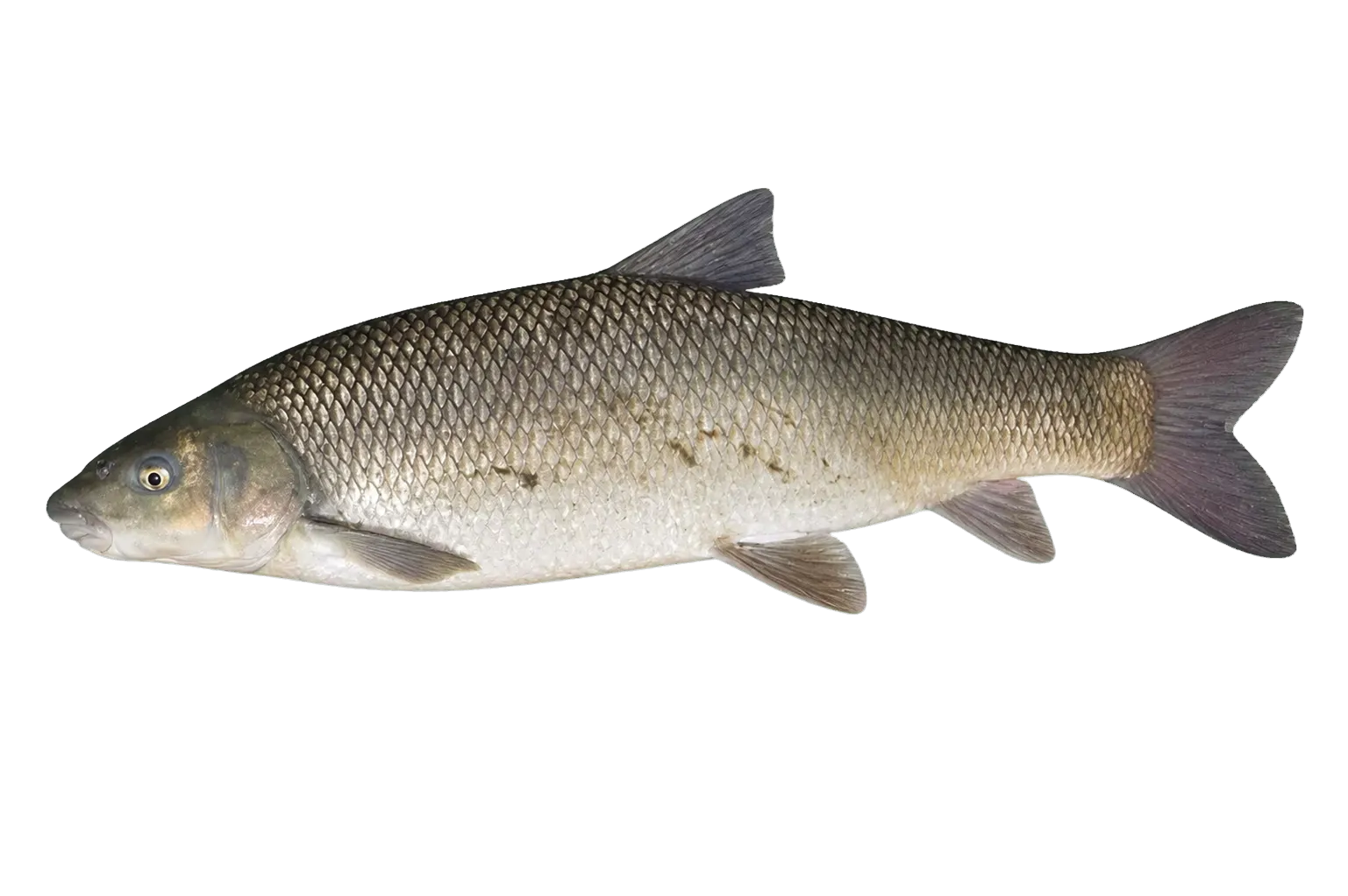 Sevan khramulya (Capoeta sevangi) specimen