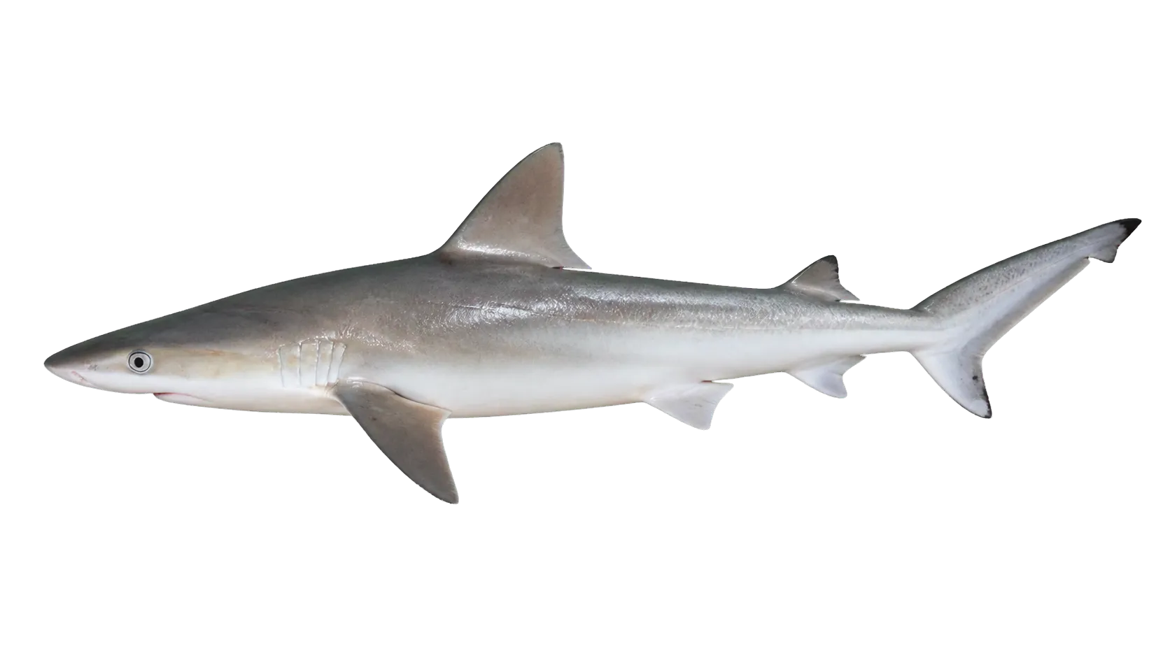 spottail shark (Carcharhinus sorrah) specimen