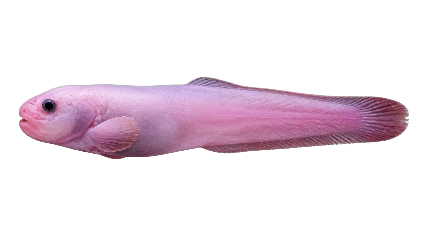 Arbiter Snailfish (Careproctus kamikawai) specimen