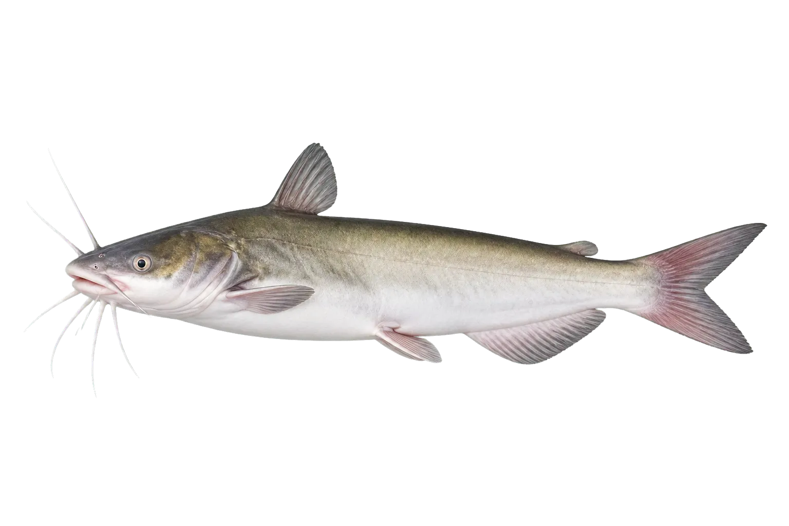 Guinean sea catfish (Carlarius parkii) specimen