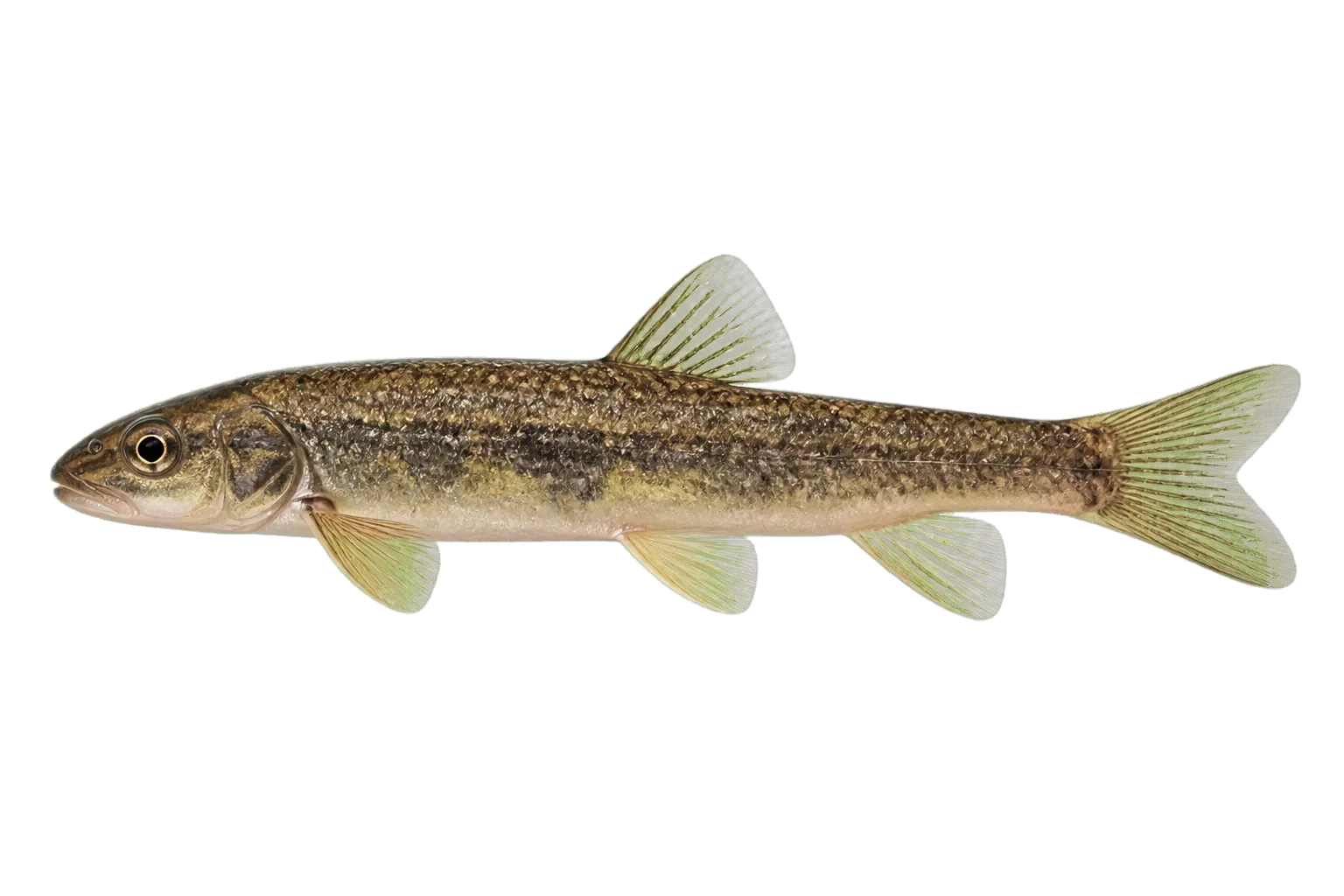 Tyee sucker (Catostomus tsiltcoosensis) specimen