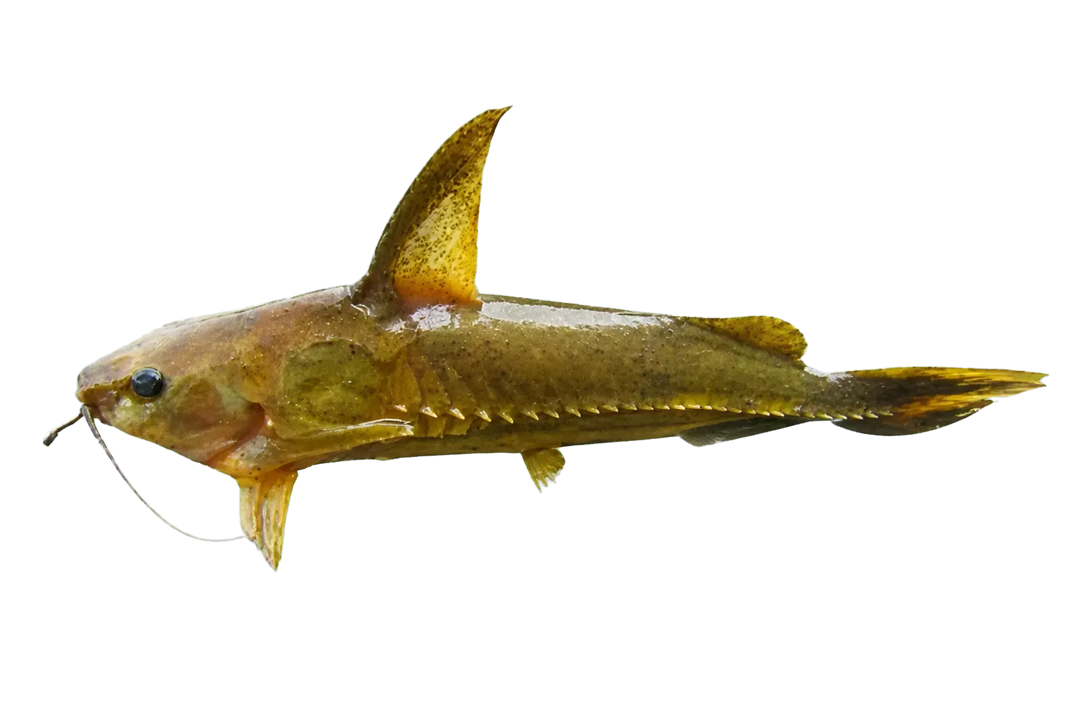 Centrochir crocodili (Centrochir crocodili) specimen