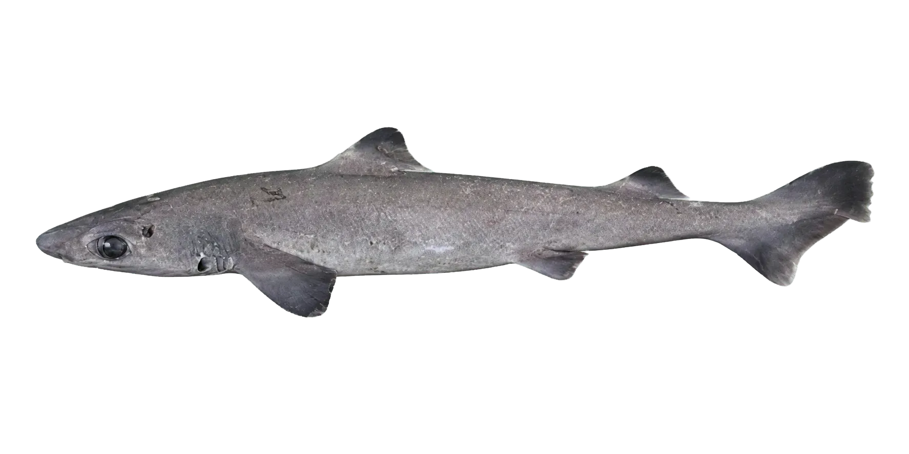 blackfin gulper shark (Centrophorus isodon) specimen