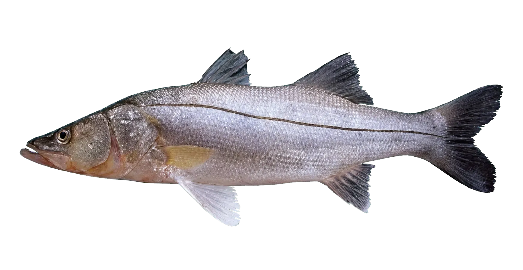 black snook (Centropomus nigrescens) specimen
