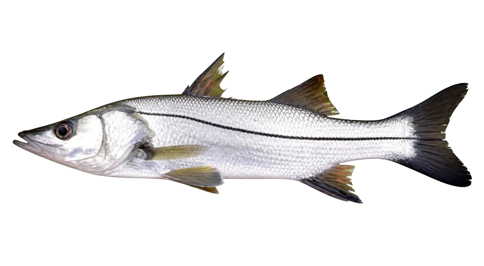 tarpon snook (Centropomus pectinatus) specimen