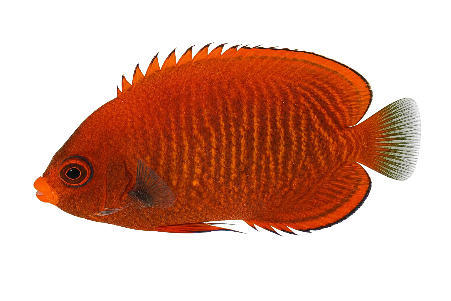 Golden angelfish (Centropyge aurantia) specimen