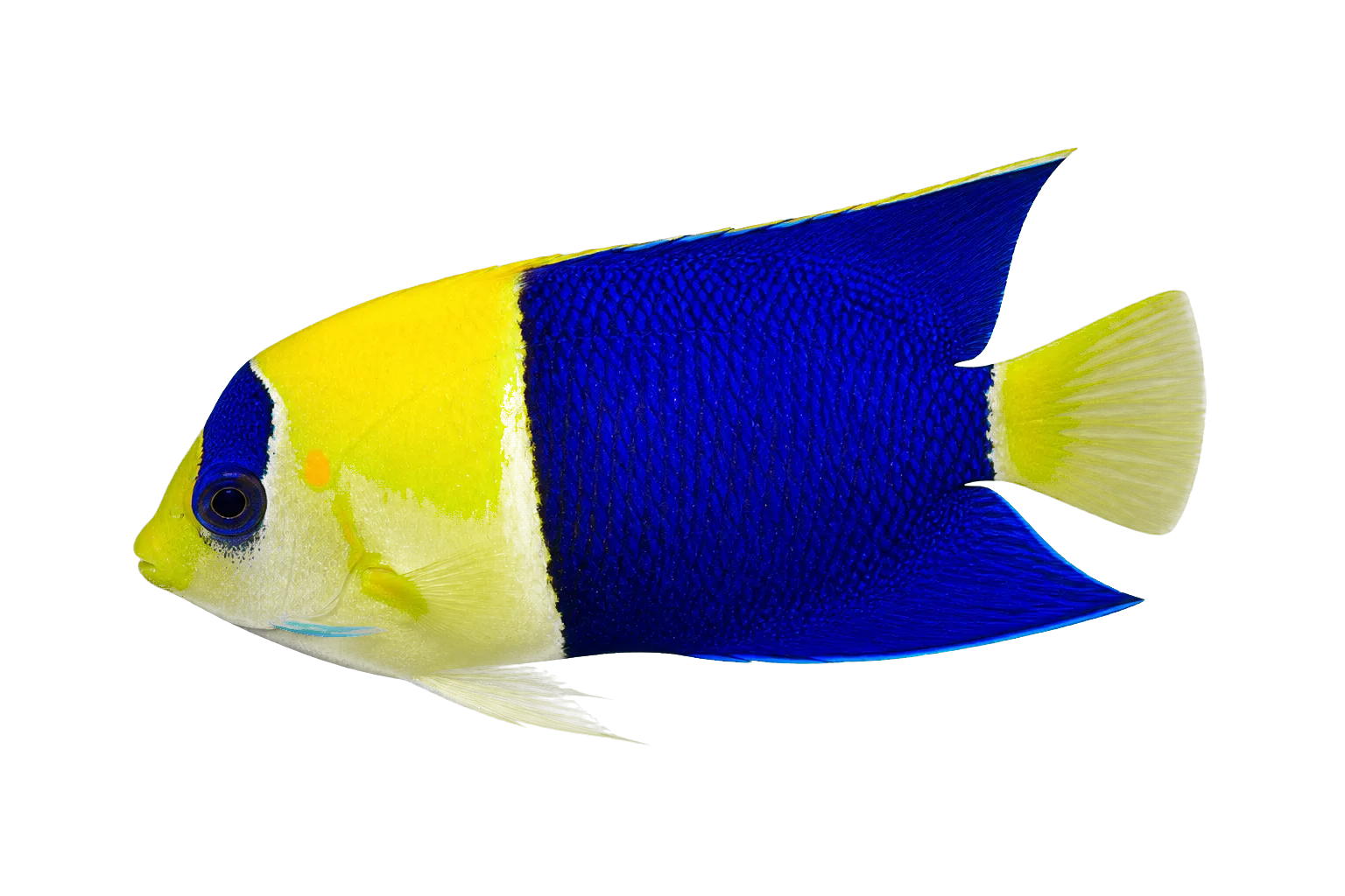 bicolor angelfish (Centropyge bicolor) specimen