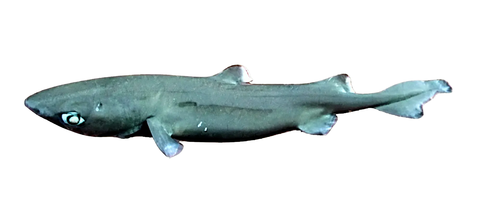 Combtooth dogfish (Centroscyllium nigrum) specimen