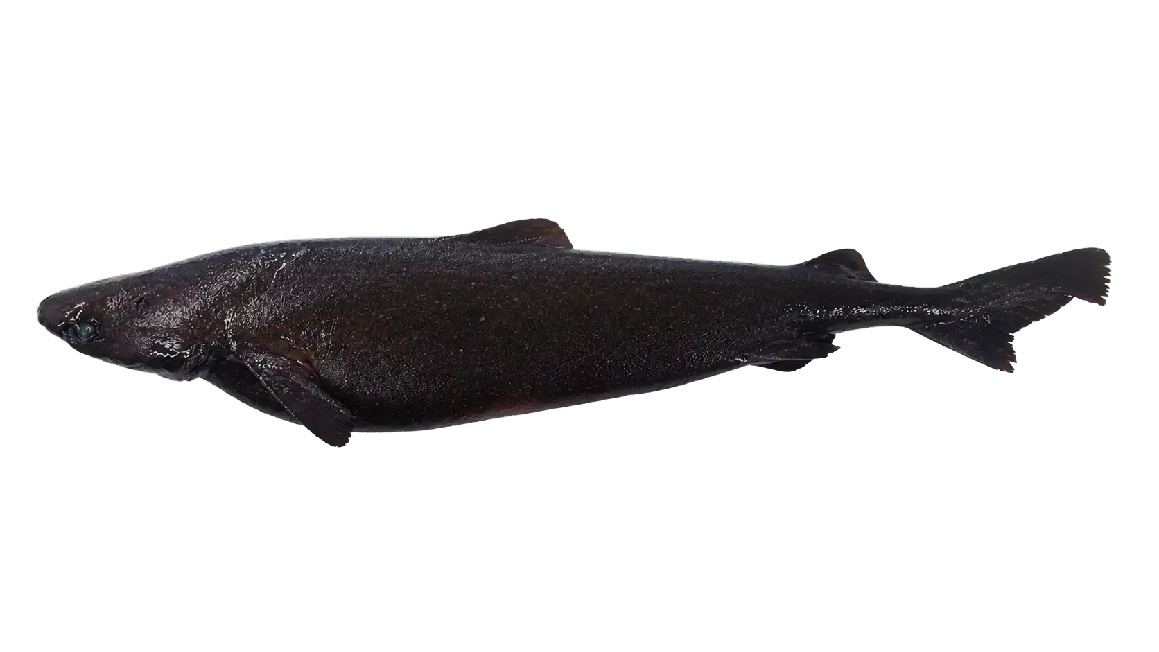 Portuguese shark (Centroscymnus coelolepis) specimen