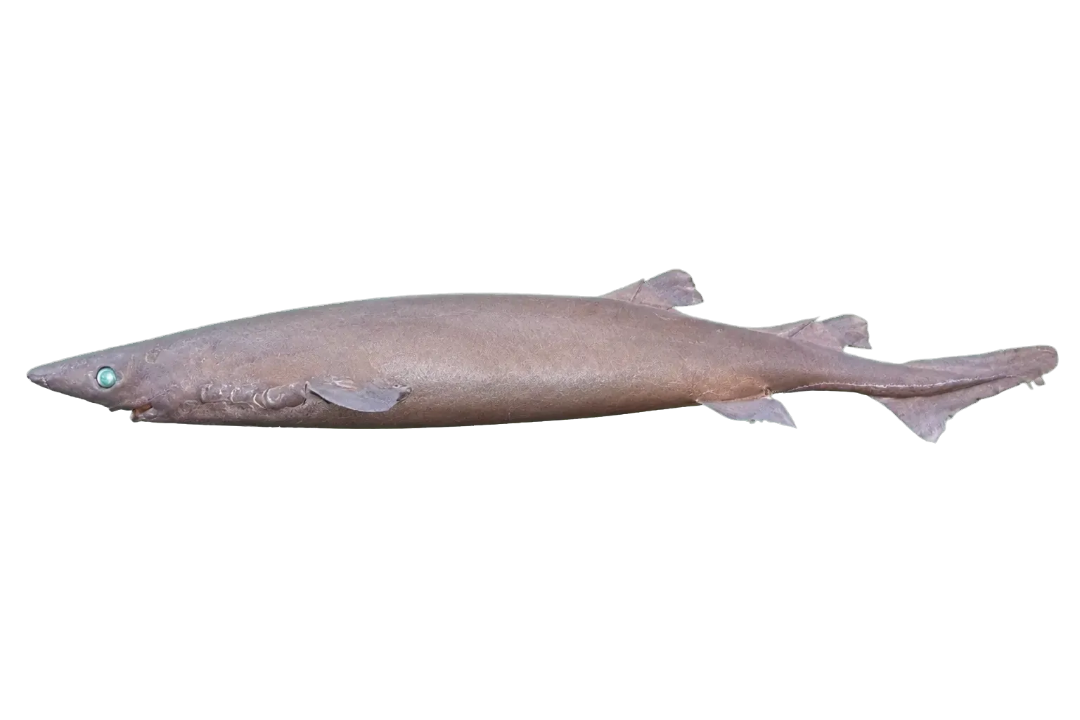 longnose velvet-shark (Centroselachus crepidater) specimen