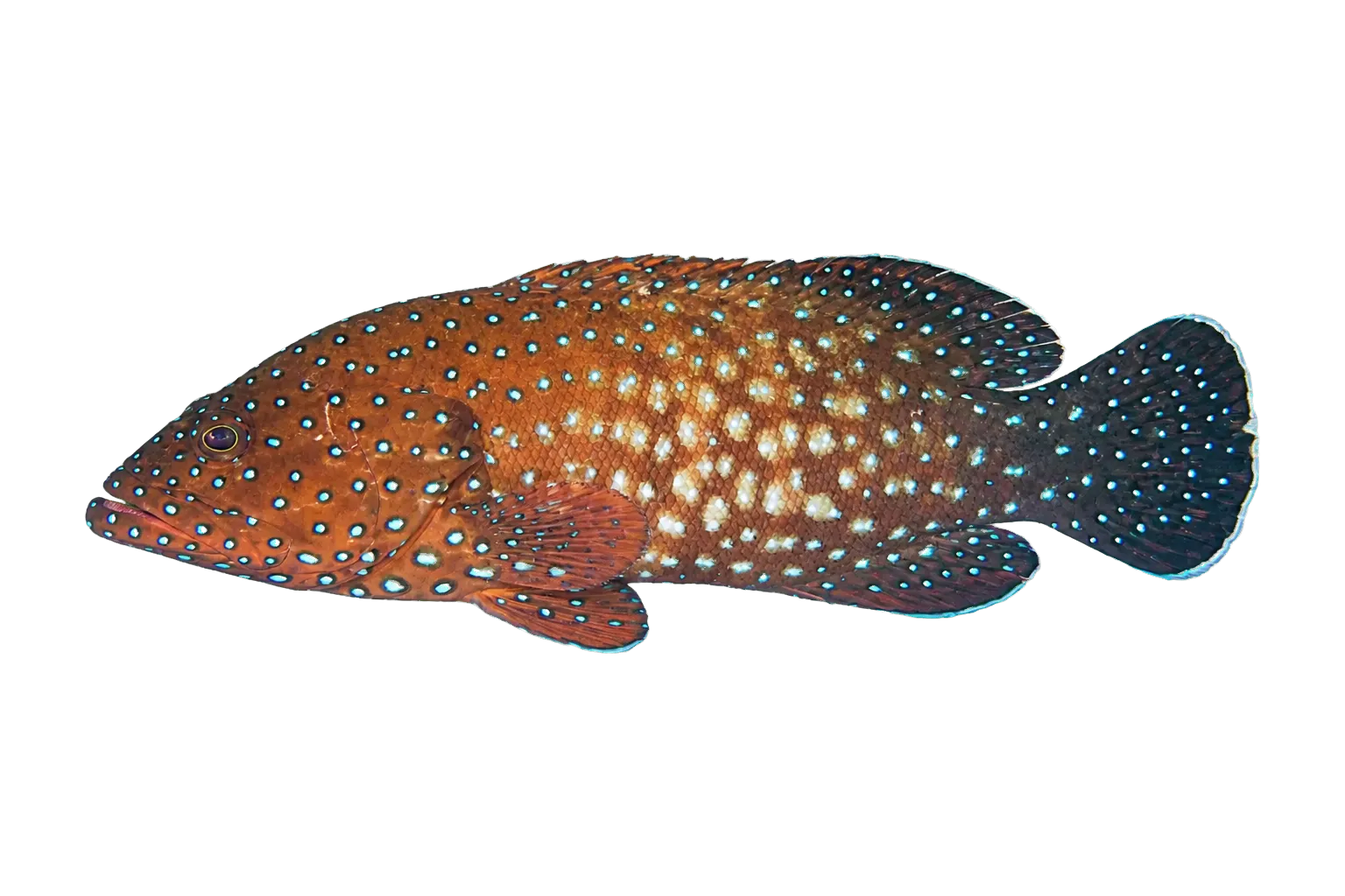 Bluespotted Grouper (Cephalopholis cyanostigma) specimen