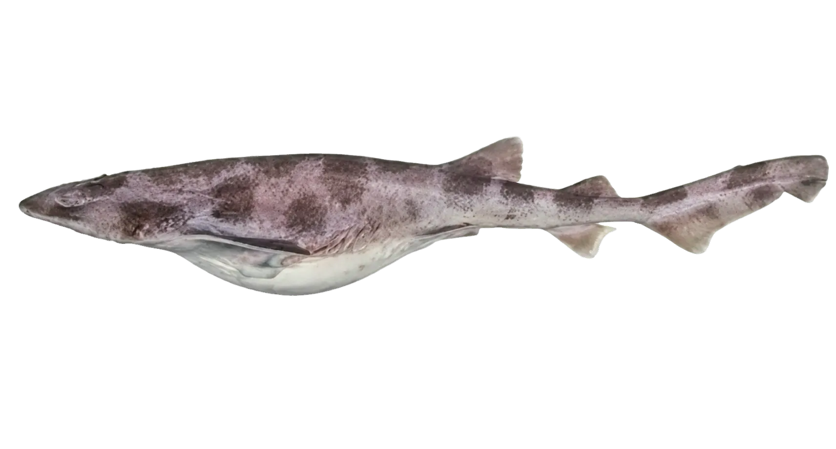 Whitefin swellshark (Cephaloscyllium albipinnum) specimen