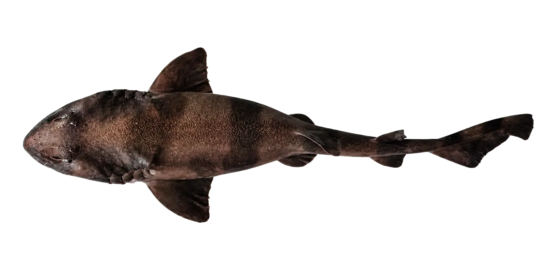 Indian swellshark (Cephaloscyllium silasi) specimen