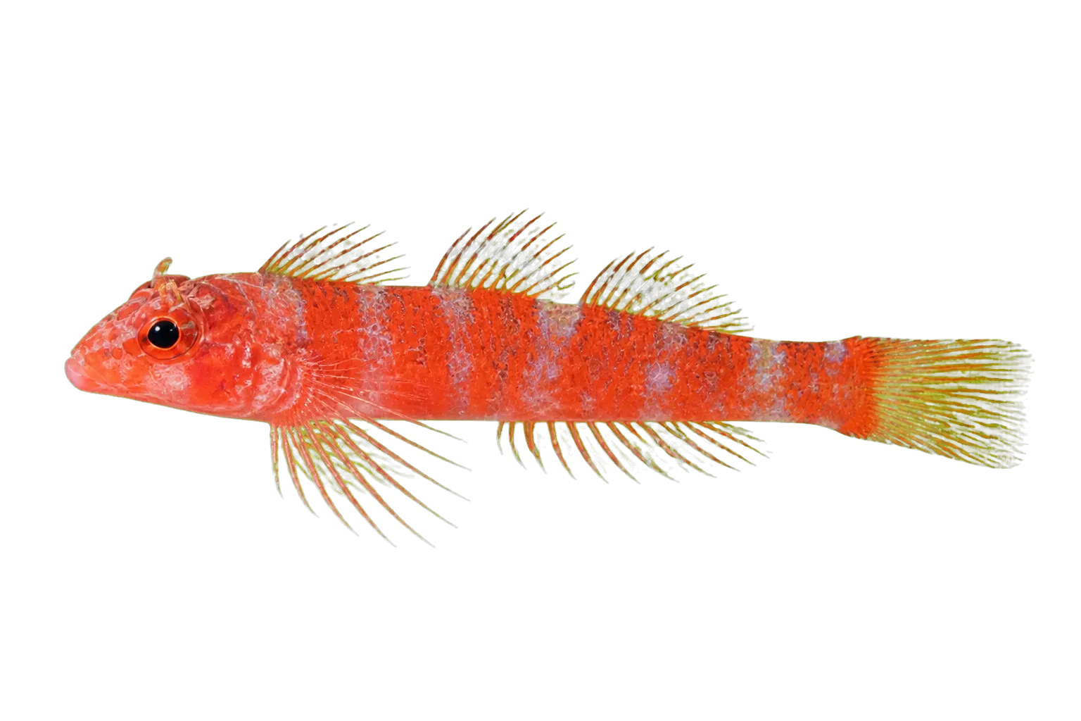 Helen's Triplefin (Ceratobregma helenae) specimen