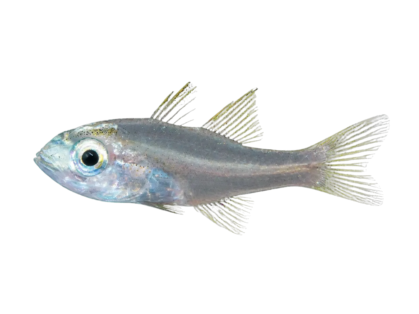 Glassy cardinalfish (Cercamia eremia) specimen