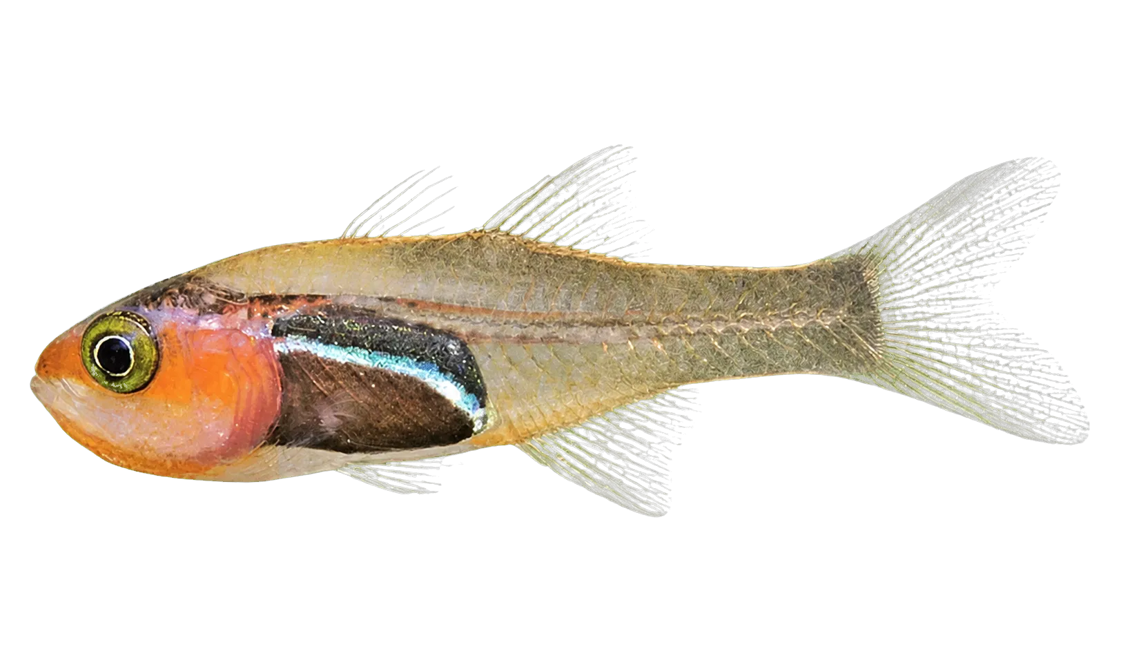 Blackbelly cardinalfish (Cercamia melanogaster) specimen