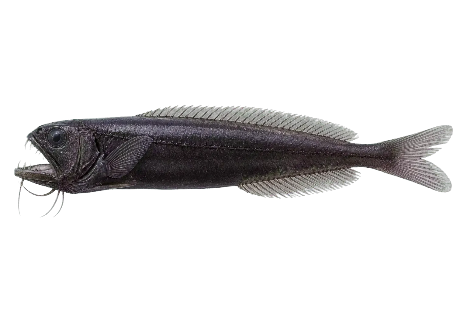 Cetomimus craneae (Cetomimus craneae) specimen