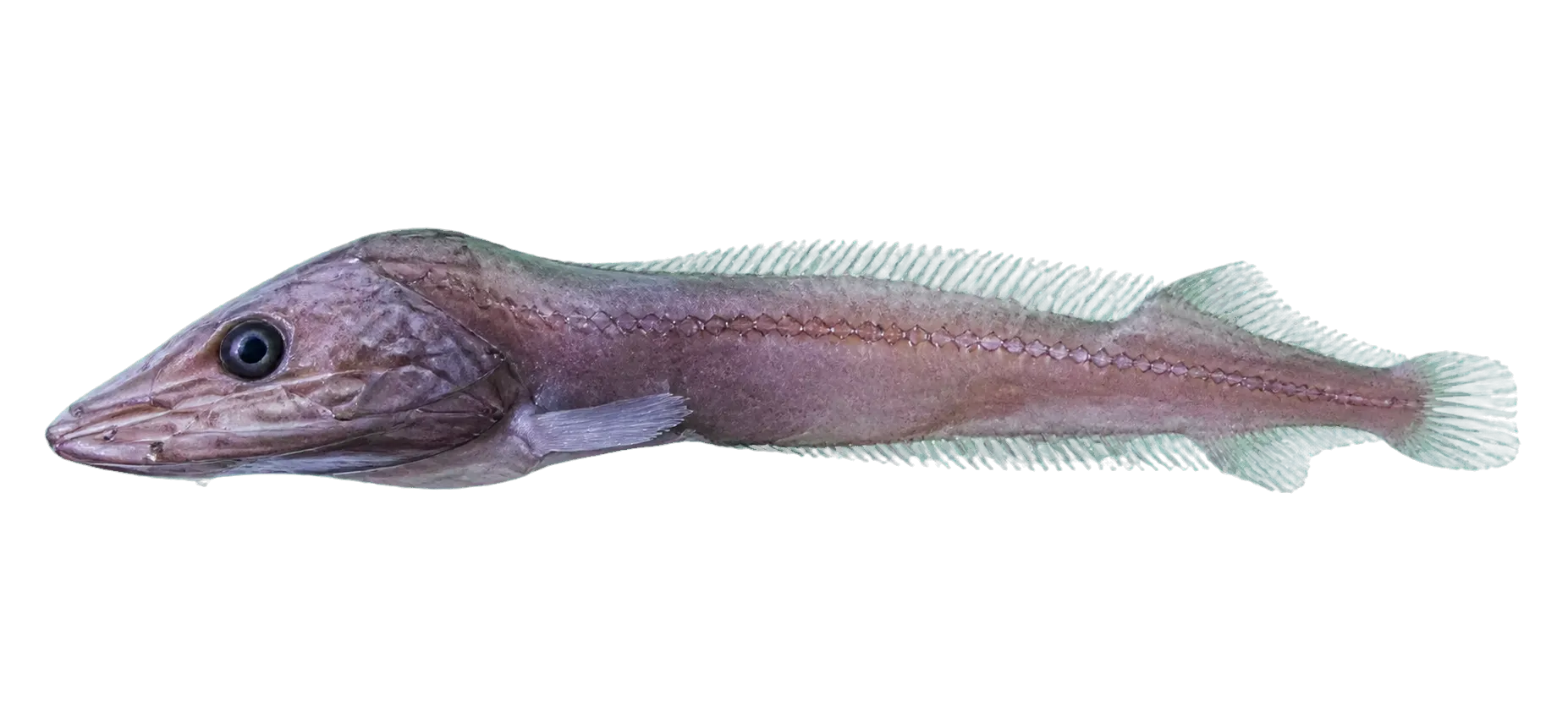Cetomimus gillii (Cetomimus gillii) specimen