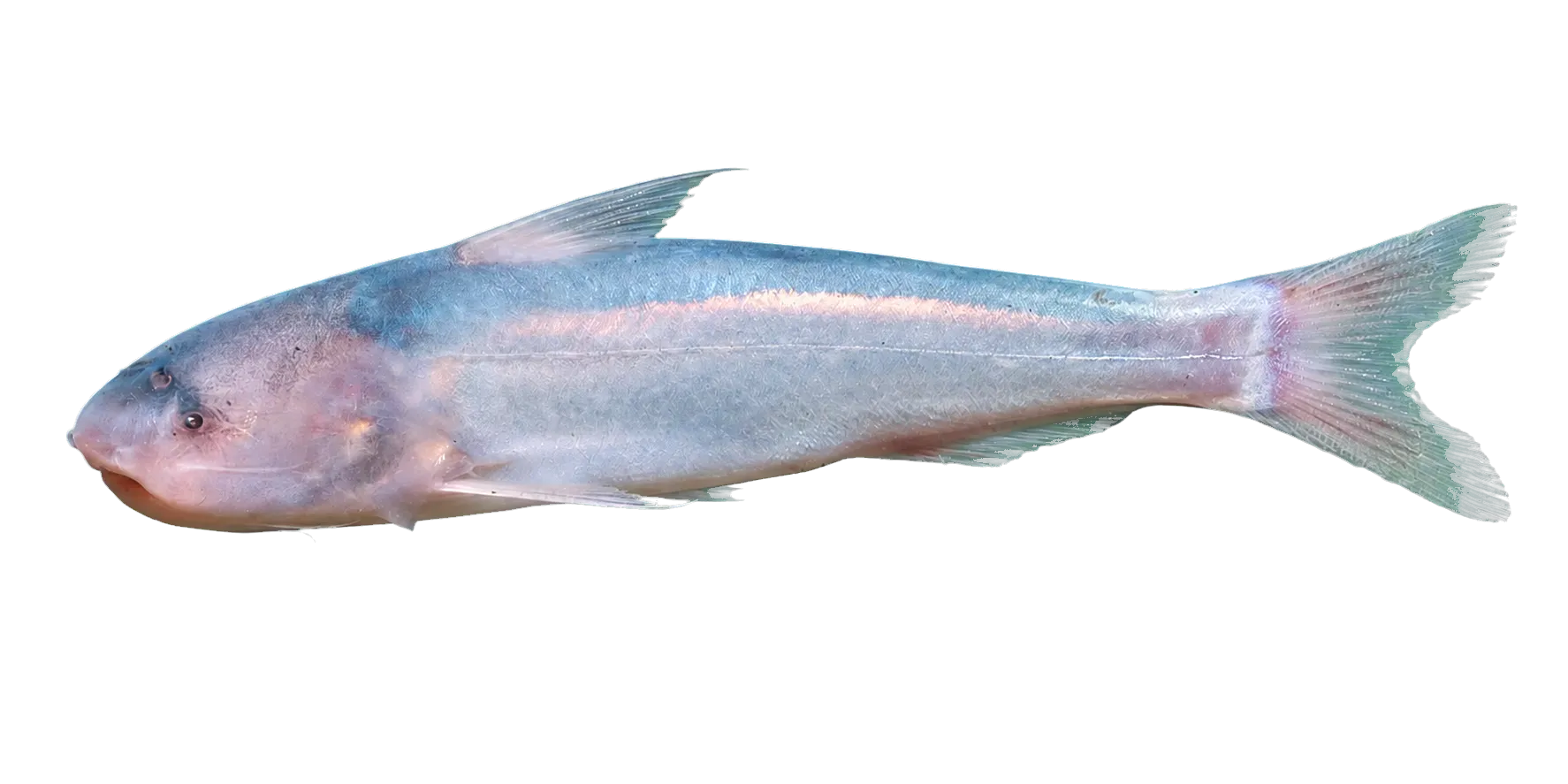 Blue Whale Catfish (Cetopsis coecutiens) specimen