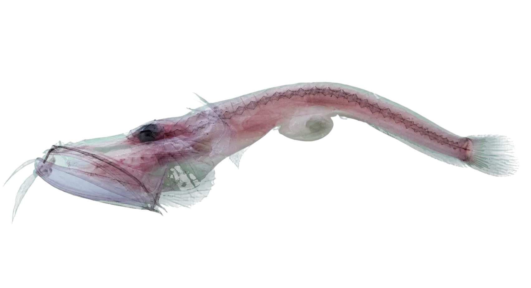 pink flabby whalefish (Cetostoma regani) specimen