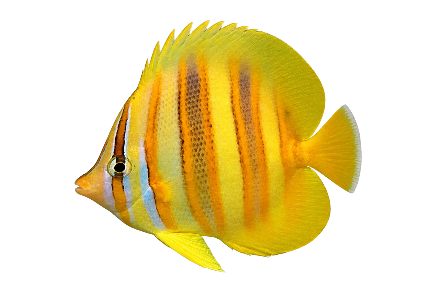 Rainford's butterflyfish (Chaetodon rainfordi) specimen