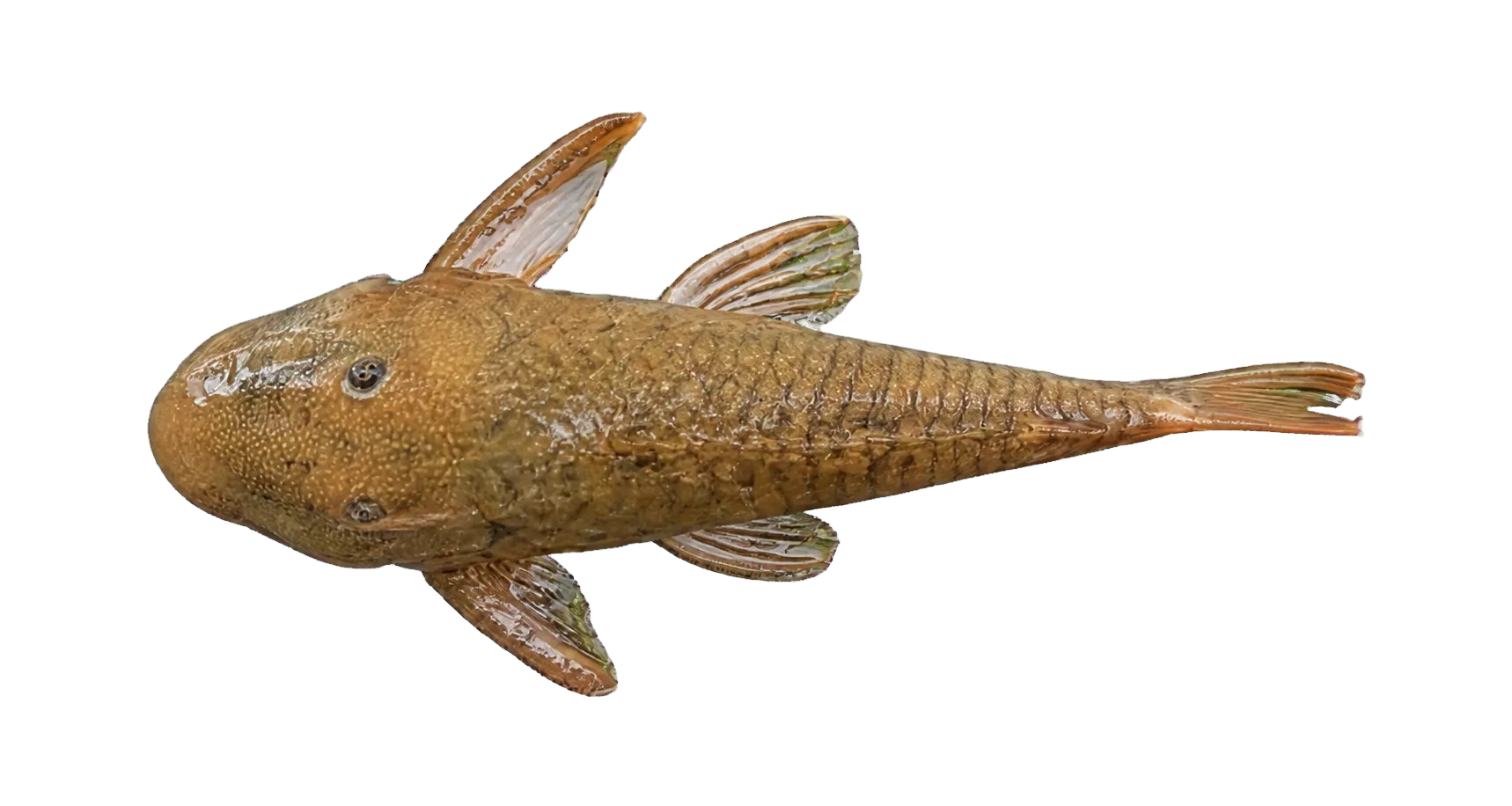 Chaetostoma bifurcum (Chaetostoma bifurcum) specimen