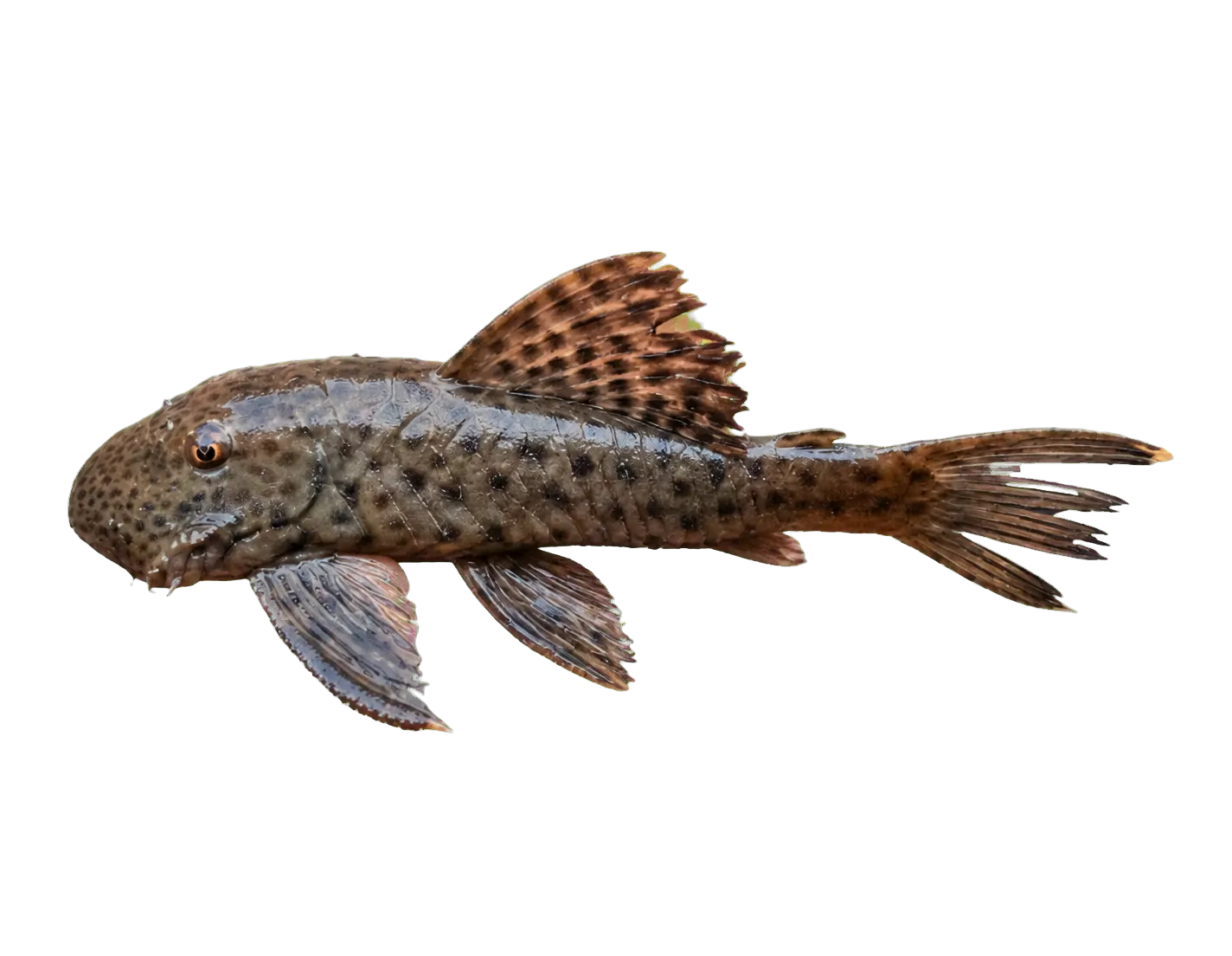 Chaetostoma chimu (Chaetostoma chimu) specimen