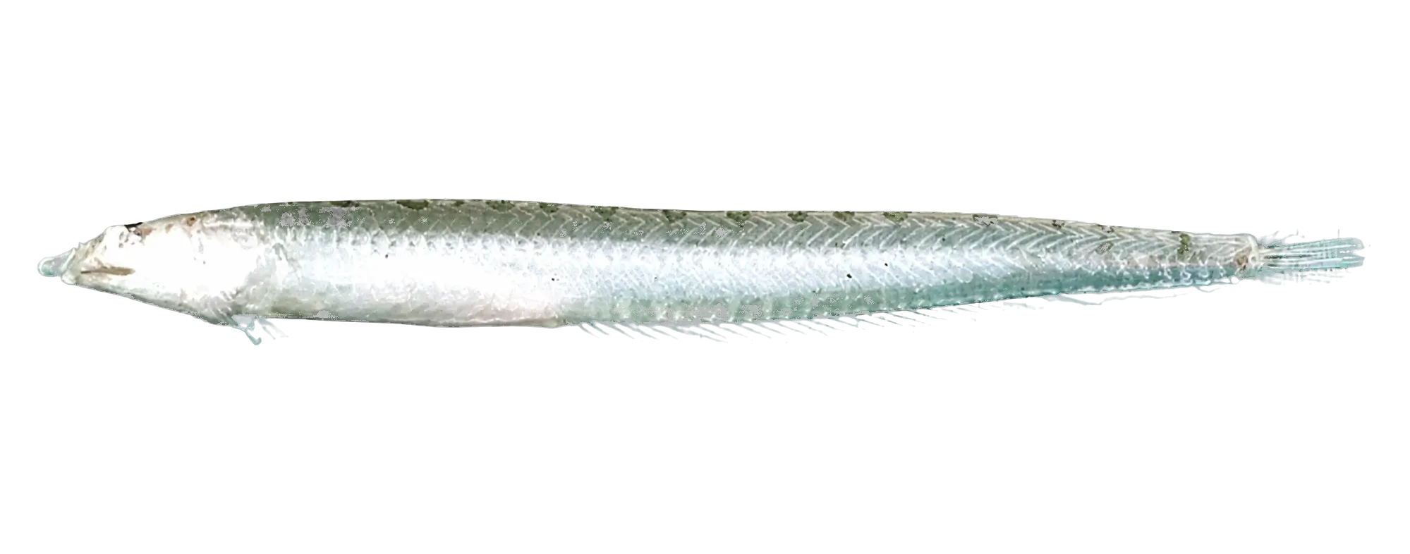 Saddled sandburrower (Chalixodytes tauensis) specimen
