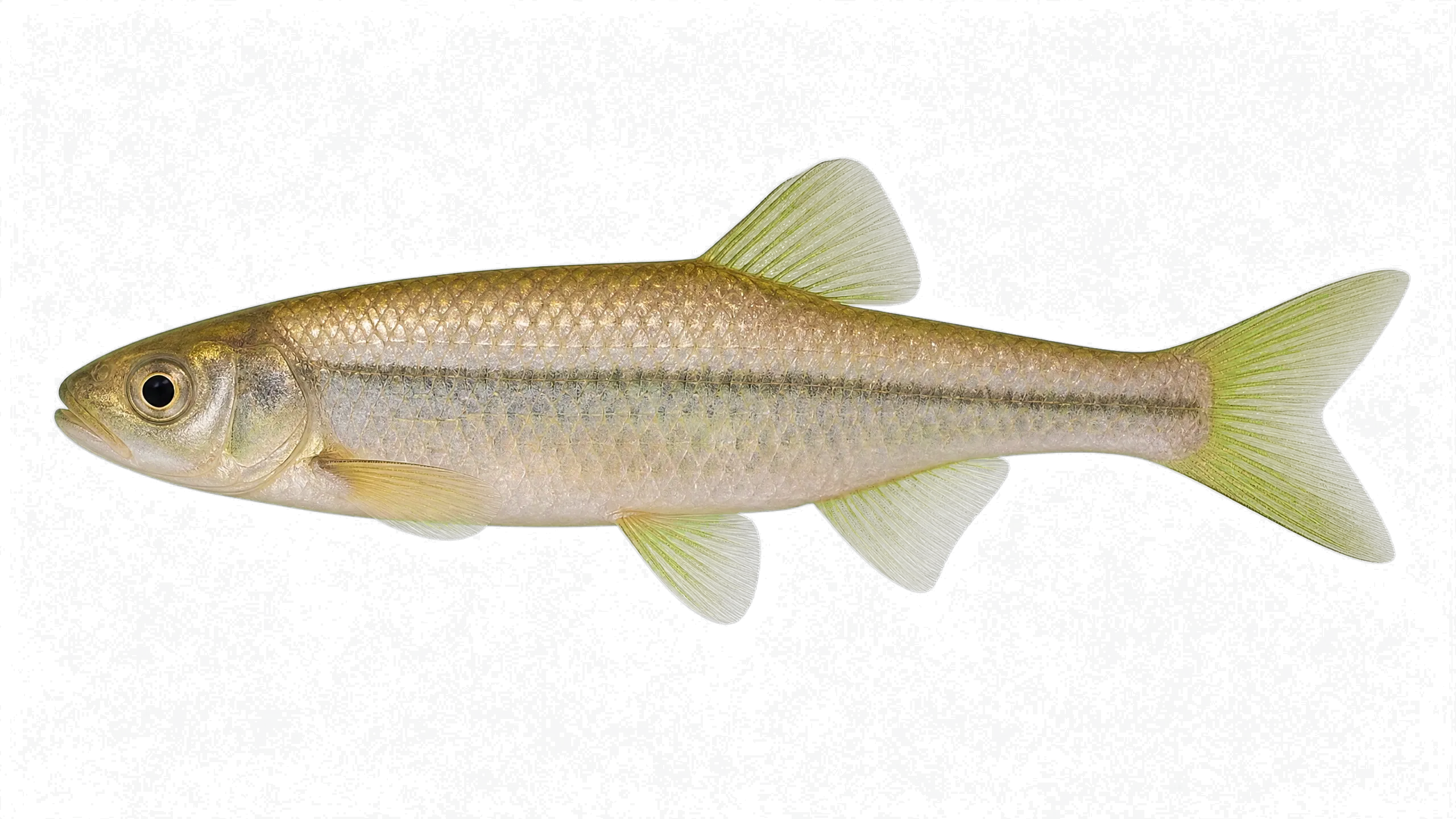 Champsodon omanensis (Champsodon omanensis) specimen