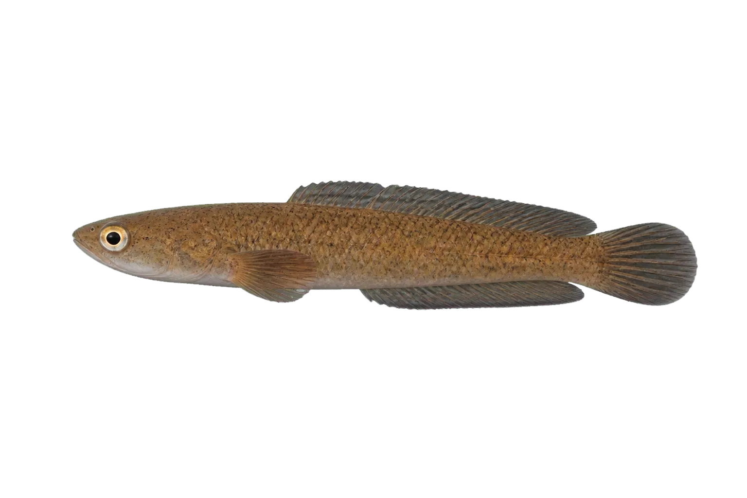 Baram snakehead (Channa baramensis) specimen