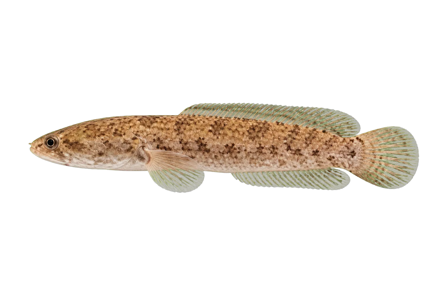 Channa lipor (Channa lipor) specimen