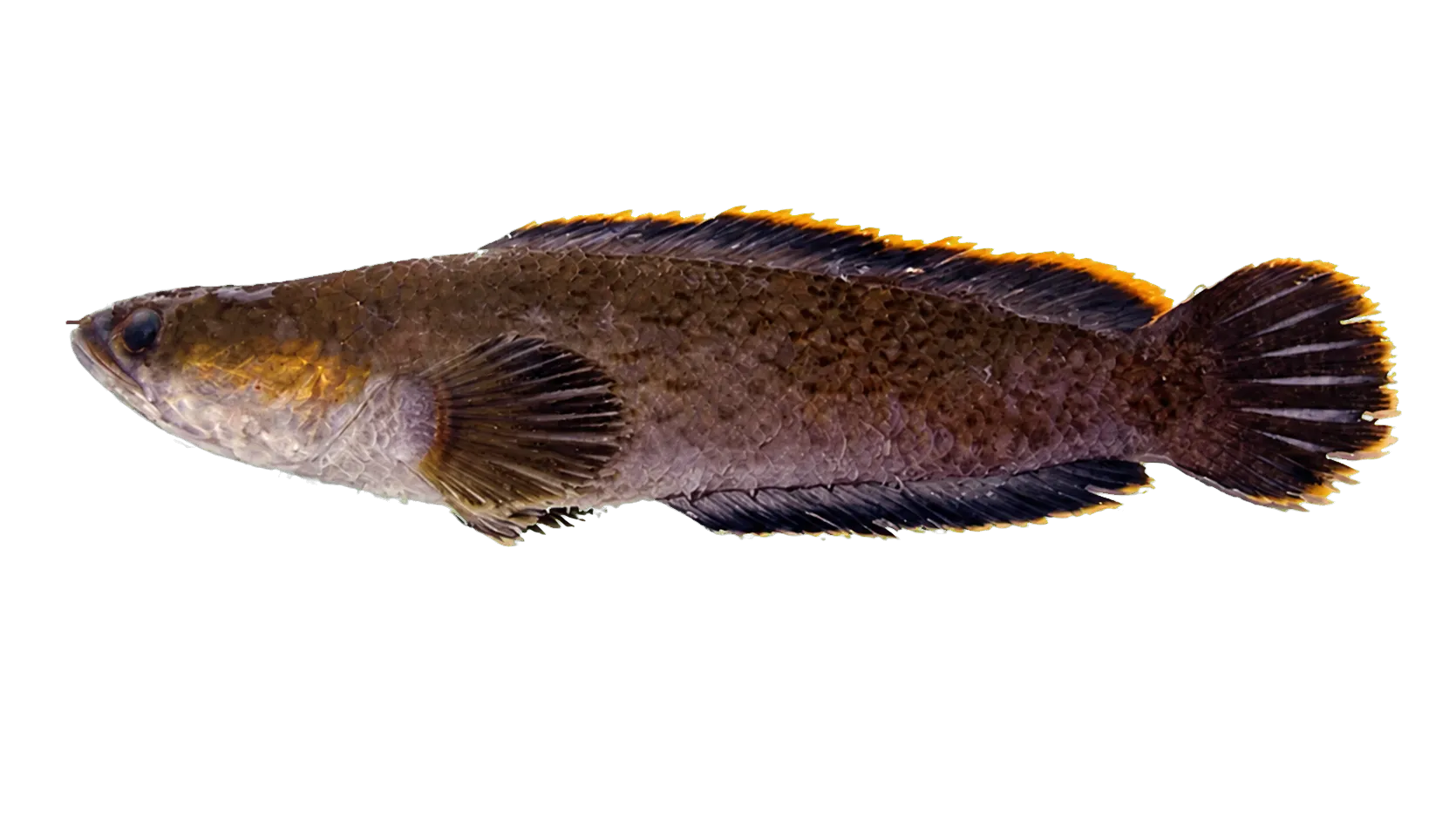 Orange seam snakehead (Channa ninhbinhensis) specimen