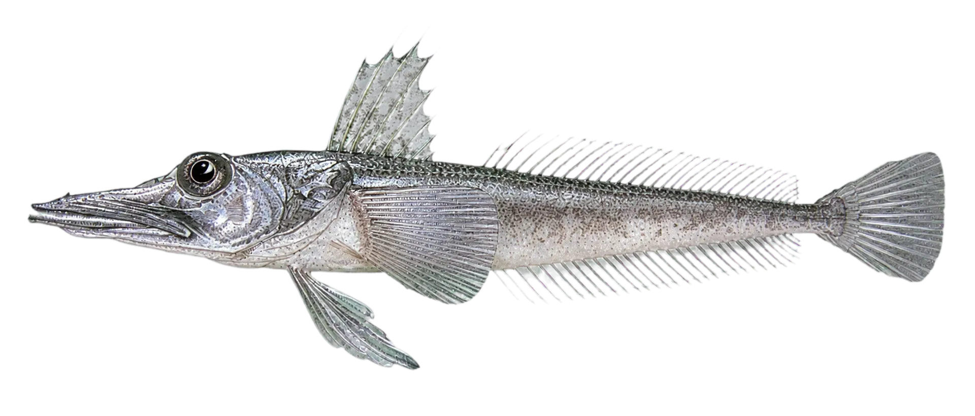Aelita icefish (Channichthys aelitae) specimen