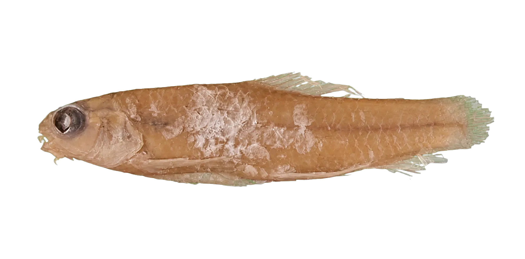 Characidium lagosantense (Characidium lagosantense) specimen