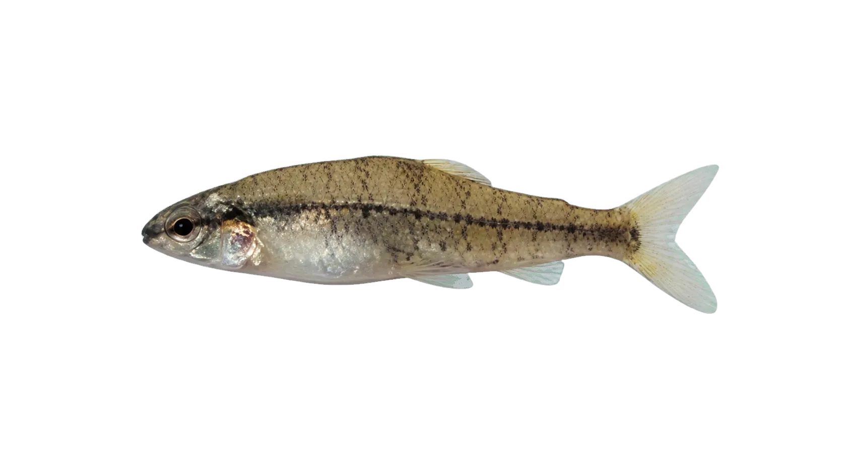 Characidium laterale (Characidium laterale) specimen