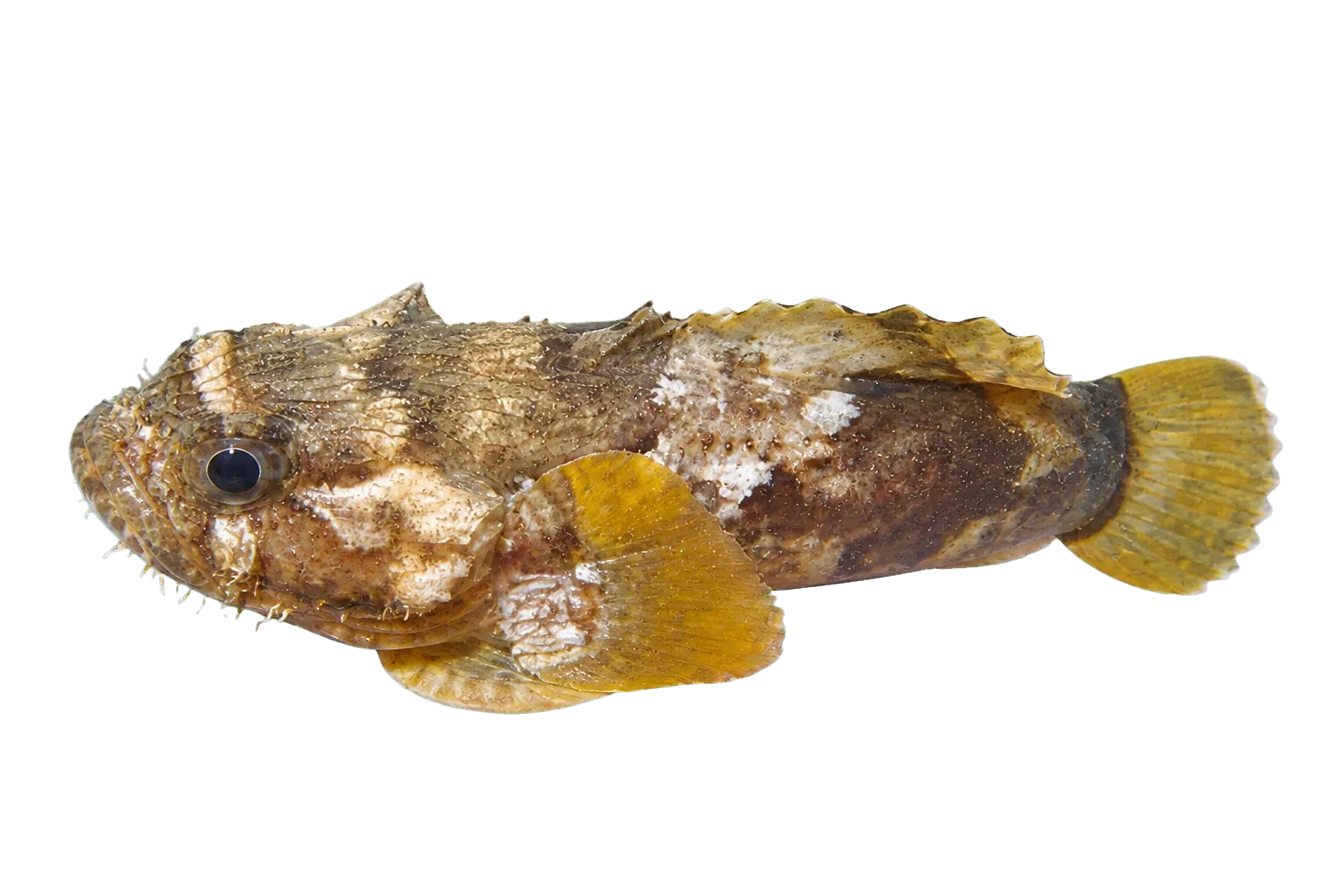 Pleated toadfish (Chatrabus felinus) specimen