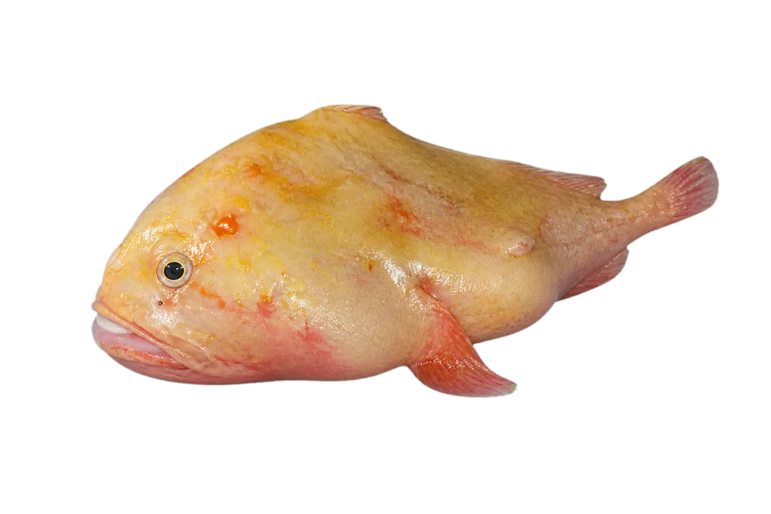 Coffinfish (Chaunax endeavouri) specimen