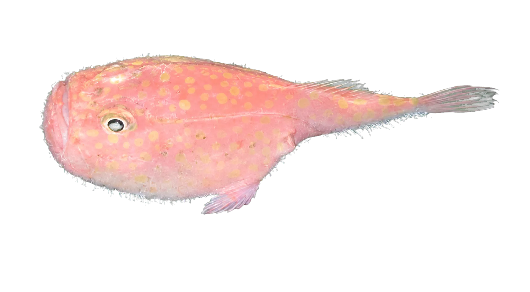 Suttkus Sea Toad (Chaunax suttkusi) specimen