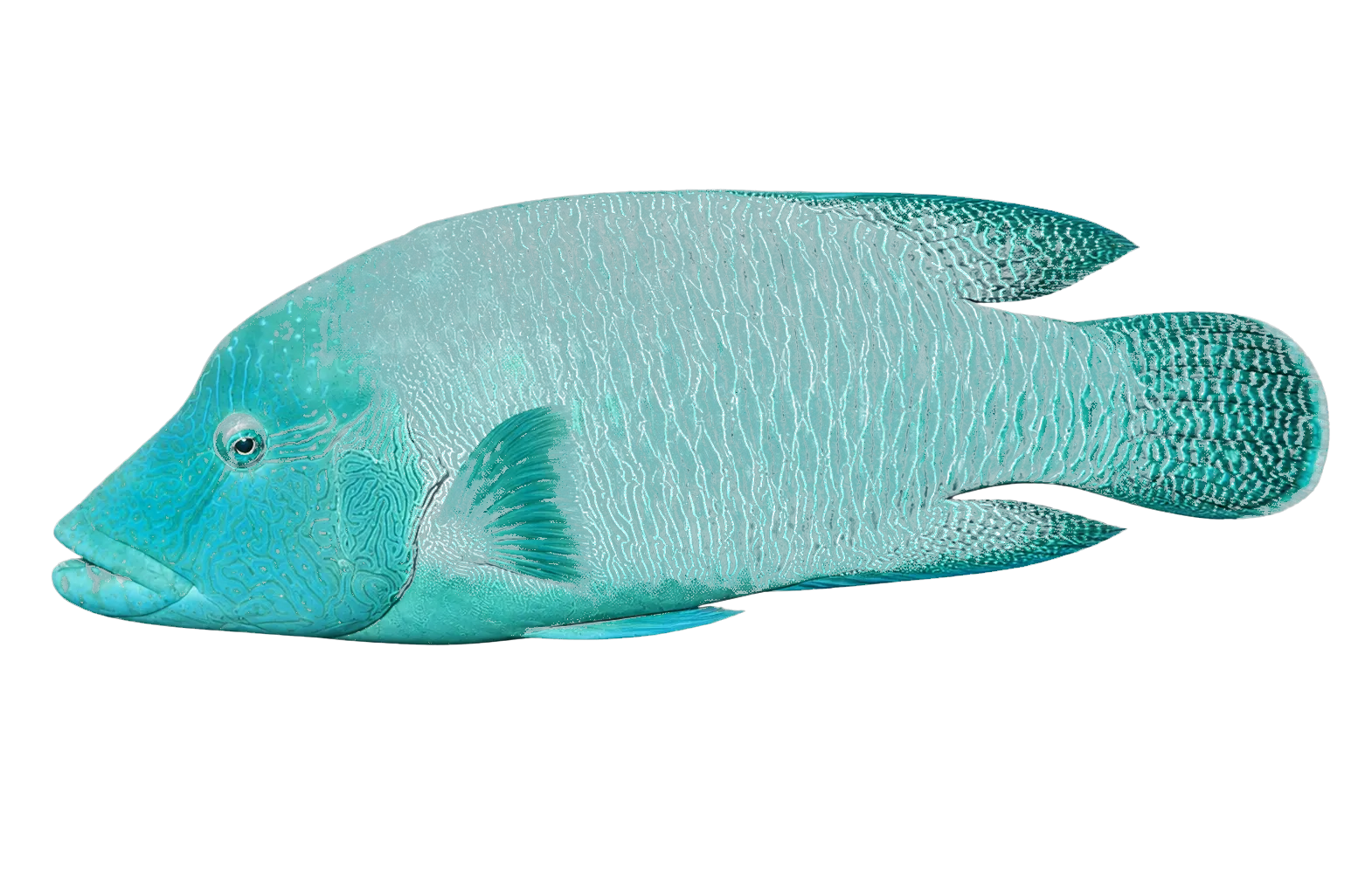Humphead wrasse (Cheilinus undulatus) specimen