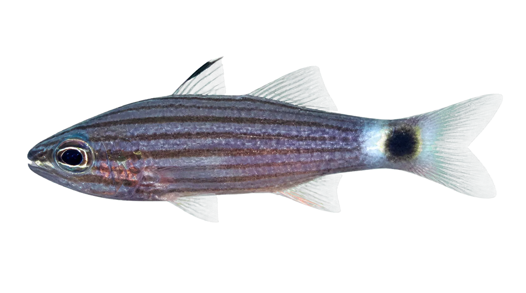 Aqaba Cardinalfish (Cheilodipterus lachneri) specimen
