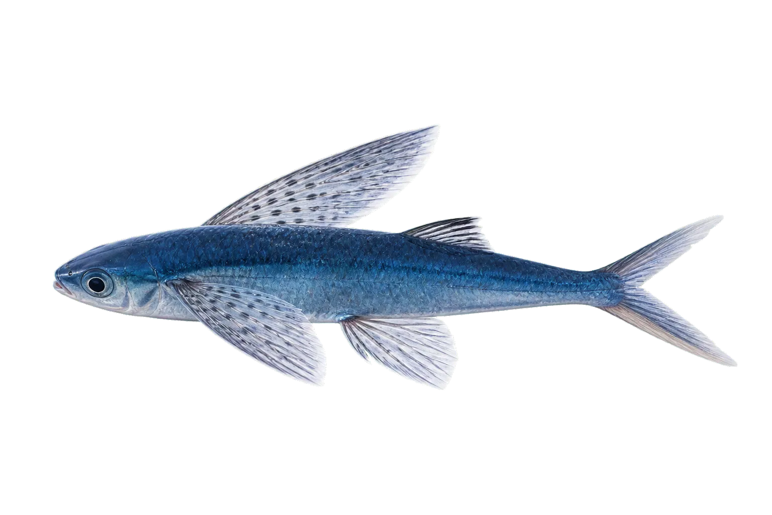 glider flyingfish (Cheilopogon atrisignis) specimen