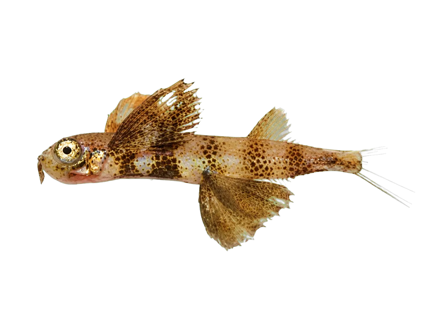 Narrowtongue Flyingfish (Cheilopogon doederleinii) specimen