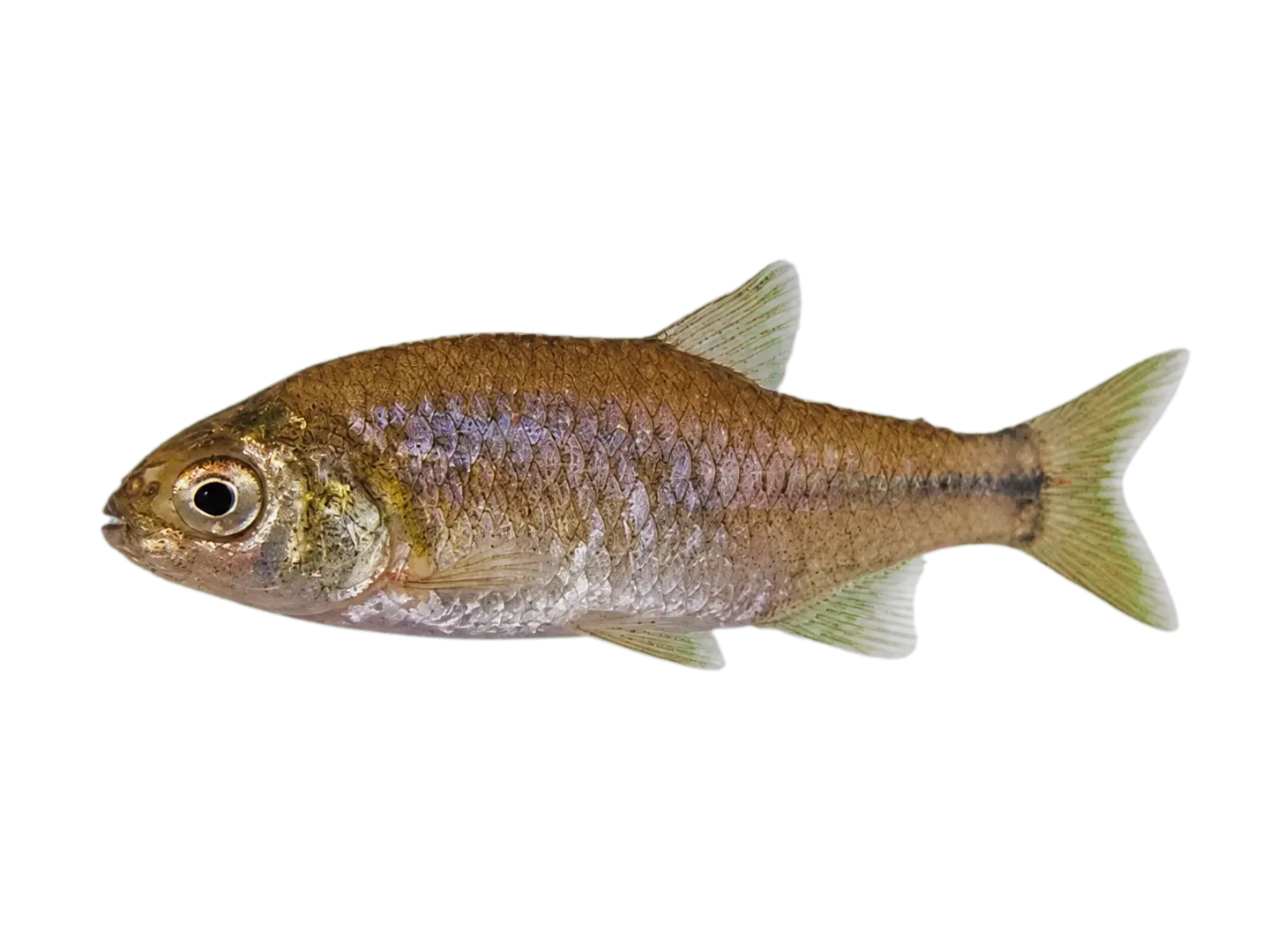 Cheirodon australe (Cheirodon australe) specimen