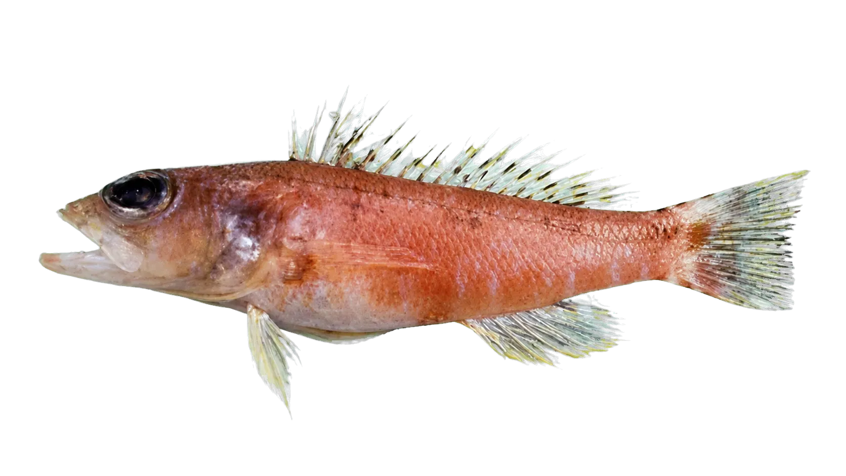 Yellow-banded perchlet (Chelidoperca flavolineata) specimen